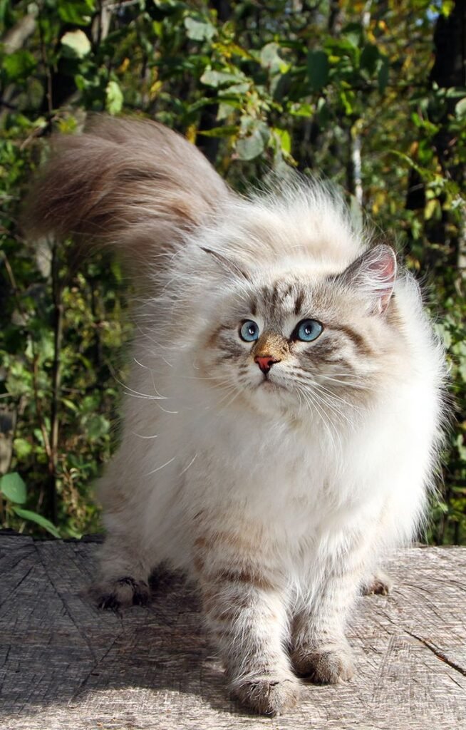 Captivating Feline wallpaper:hq2hr3icmae= cats: A Closer Look at the Allure of Cats in Digital Art Captivating Feline wallpaperhq2hr3icmae= cats A Closer Look at the Allure of Cats in Digital Art