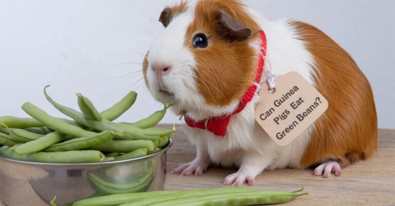Can Guinea Pigs Eat Green Beans? Everything You Need to Know Can Guinea Pigs Eat Green Beans?